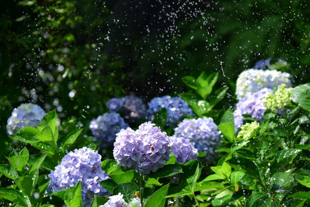 Freshly watered hydrangeas in a tidy garden bed